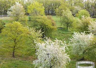 Obstwiese am Herrnberg