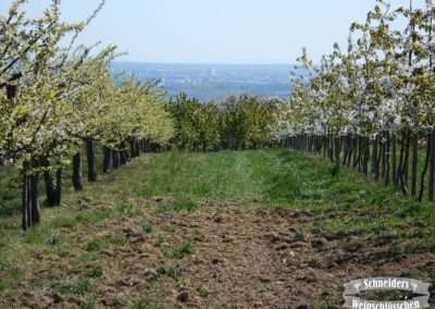 Kirschblüten und Weitsicht