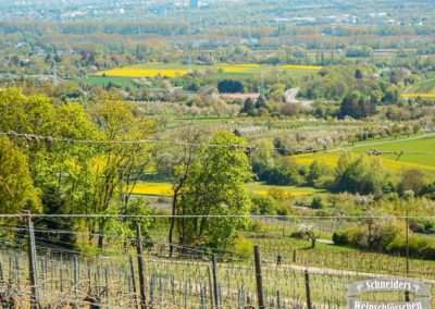 Blick zum Rhein