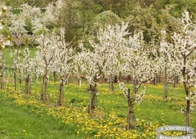 Kirschblüten und Löwenzahn