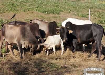 Zebuherde mit Kälber